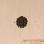 Aromatiques - Sarriette Commune - MEDIA_3D